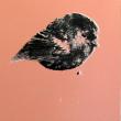 Chatham Island Black Robin - Rudolf Boelee